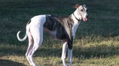 Велика англійська борзая